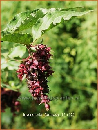 Leycesteria formosa
