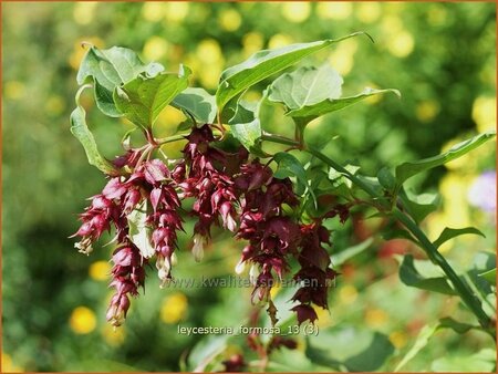 Leycesteria formosa