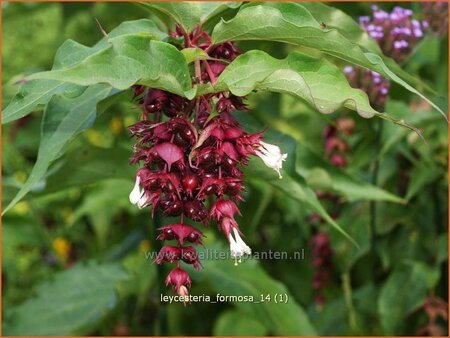 Leycesteria formosa