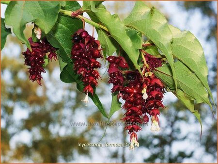 Leycesteria formosa