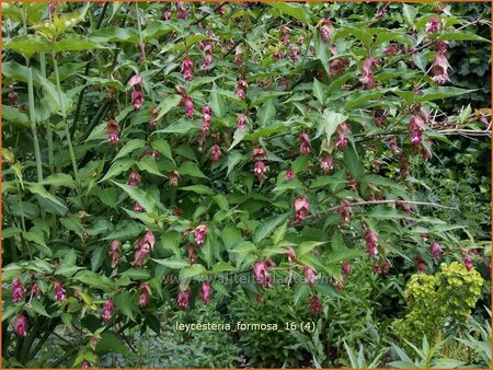 Leycesteria formosa