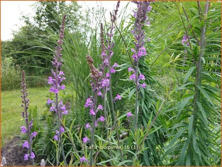 Linaria purpurea