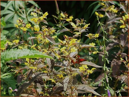 Lysimachia ciliata &#39;Firecracker&#39;