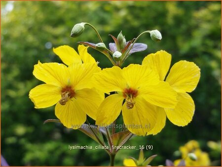 Lysimachia ciliata &#39;Firecracker&#39;