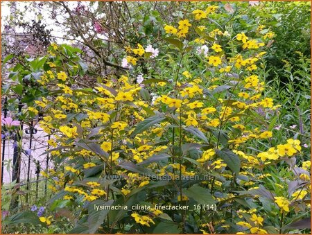 Lysimachia ciliata &#39;Firecracker&#39;