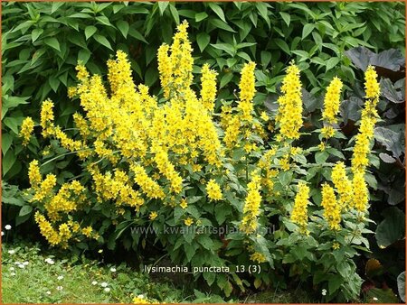 Lysimachia punctata