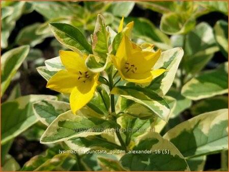 Lysimachia punctata &#39;Golden Alexander&#39;