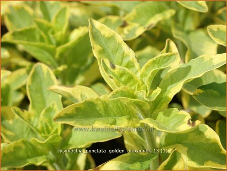 Lysimachia punctata &#39;Golden Alexander&#39;