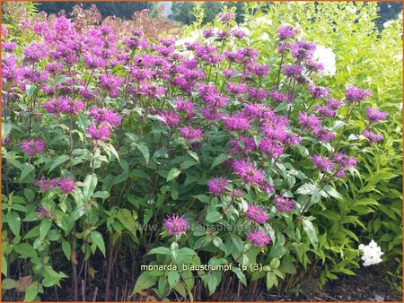 Monarda &#39;Blaustrumpf&#39;