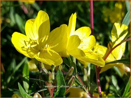 Oenothera &#39;African Sun&#39;