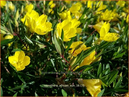 Oenothera &#39;African Sun&#39;