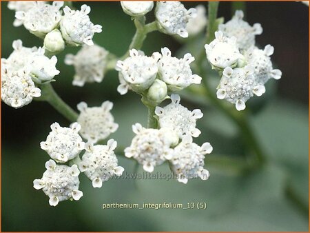 Parthenium integrifolium