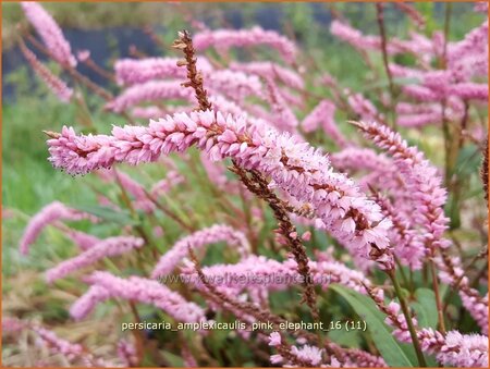 Persicaria amplexicaulis &#39;Pink Elephant&#39;