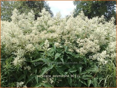 Persicaria polymorpha