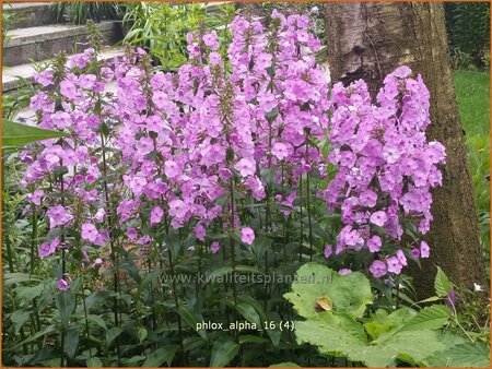 Phlox &#39;Alpha&#39;