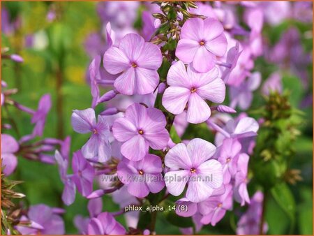 Phlox &#39;Alpha&#39;