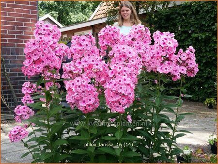 Phlox &#39;Larissa&#39;