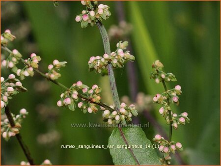 Rumex sanguineus var. sanguineus