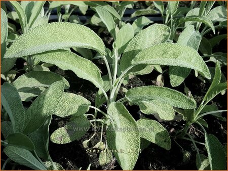 Salvia officinalis