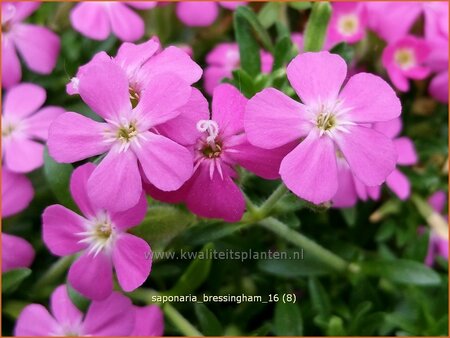 Saponaria 'Bressingham'