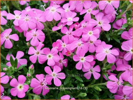 Saponaria 'Bressingham'