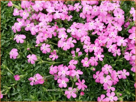 Saponaria 'Bressingham'