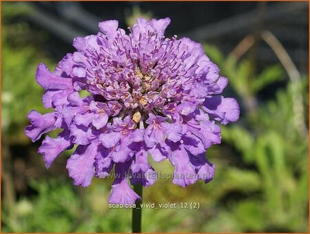 Scabiosa &#39;Vivid Violet&#39;