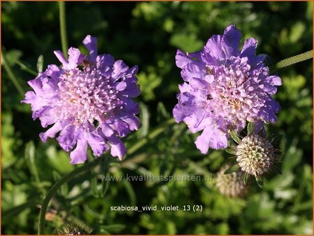 Scabiosa &#39;Vivid Violet&#39;