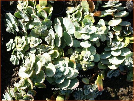 Sedum ewersii