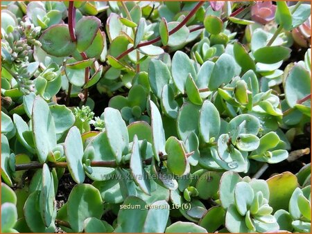 Sedum ewersii