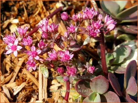 Sedum &#39;Firecracker&#39;