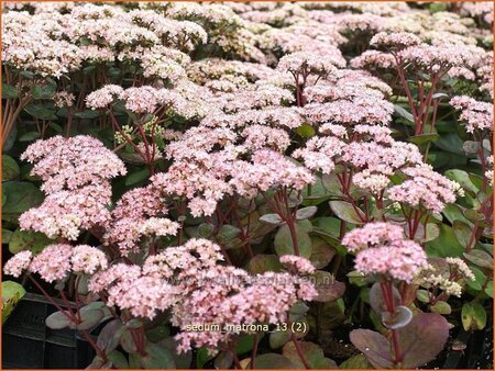 Sedum &#39;Matrona&#39;