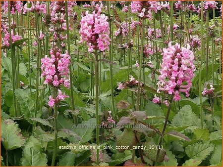 Stachys officinalis &#39;Pink Cotton Candy&#39;