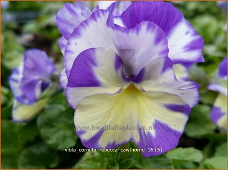 Viola cornuta &#39;Rebecca Cawthorne&#39;