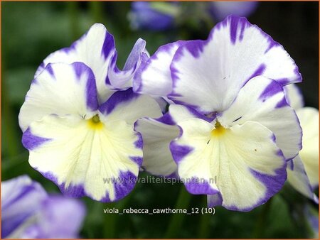 Viola cornuta &#39;Rebecca Cawthorne&#39;