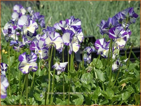 Viola cornuta &#39;Rebecca Cawthorne&#39;