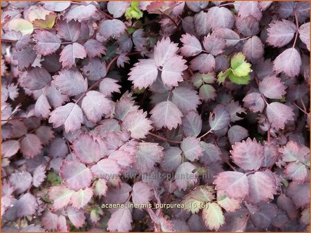 Acaena inermis 'Purpurea'