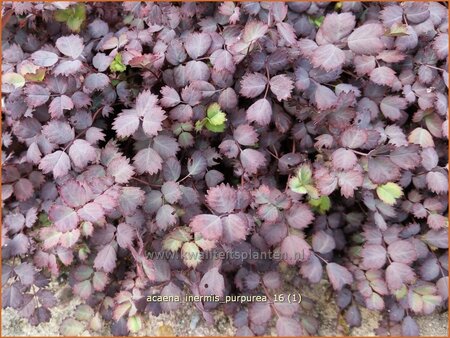 Acaena inermis 'Purpurea'