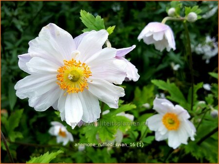 Anemone &#39;Ruffled Swan&#39;