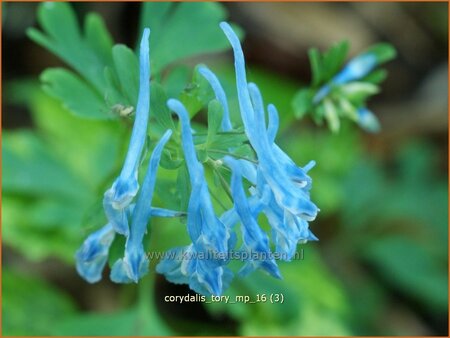Corydalis 'Tory MP'