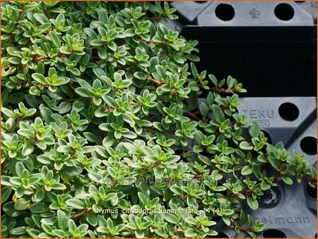 Thymus citriodorus &#39;Lammefjord&#39;