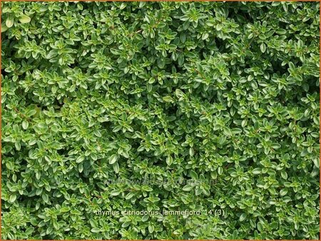 Thymus citriodorus &#39;Lammefjord&#39;