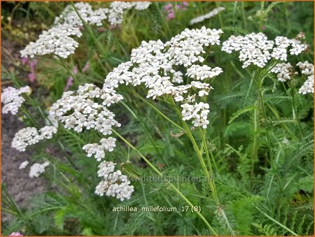 Achillea millefolium