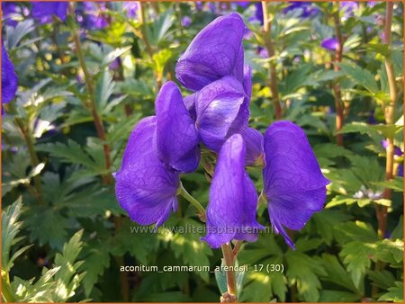 Aconitum cammarum &#39;Arendsii&#39;