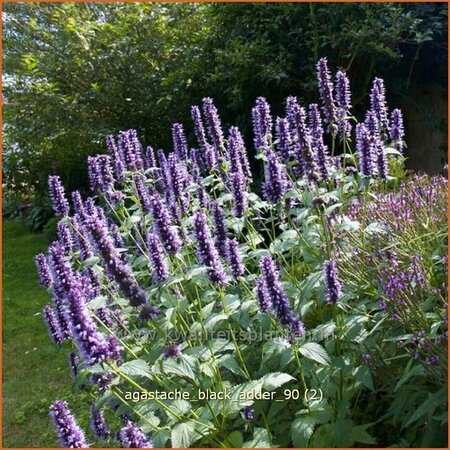 Agastache &#39;Black Adder&#39;