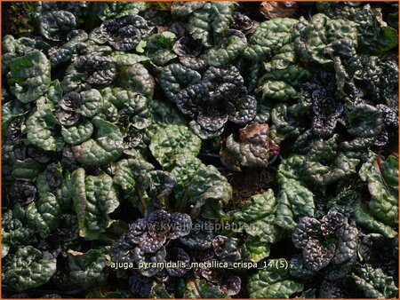 Ajuga pyramidalis &#39;Metallica Crispa&#39;