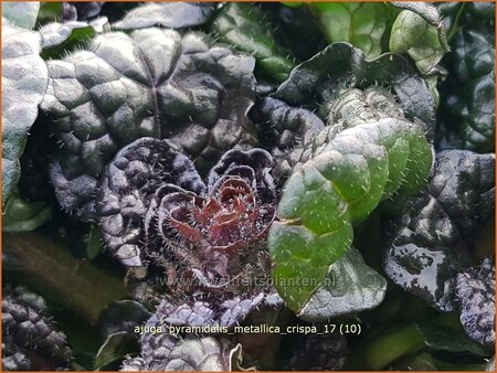 Ajuga pyramidalis &#39;Metallica Crispa&#39;