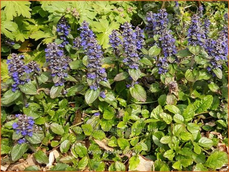 Ajuga reptans