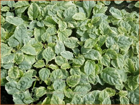 Ajuga reptans &#39;Variegata&#39;