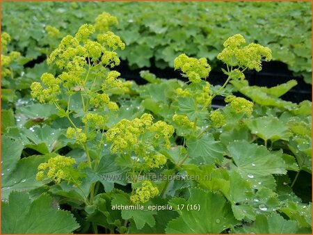 Alchemilla epipsila